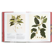 Indian Botanical Art : An Illustrated History