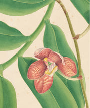 Flora Indica