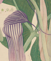Flora Indica