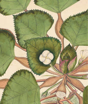 Flora Indica