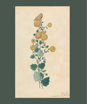 Flora Indica