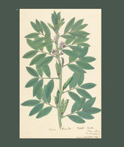 Flora Indica