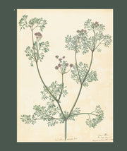Flora Indica