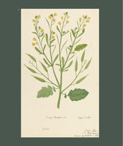 Flora Indica