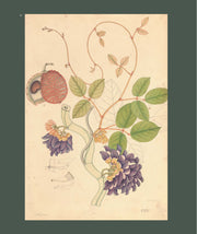 Flora Indica
