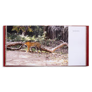 Silent Sentinels Of Ranthambhore
